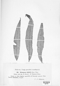 Pucciniastrum epilobii image